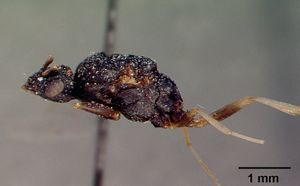 Monomorium subopacum casent0010820 profile 1.jpg