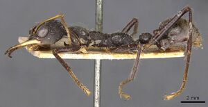 Myrmecia rowlandi casent0907094 p 1 high.jpg