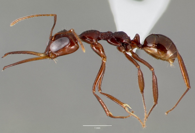 File:Myrmoteras iriodum casent0003210 profile 1.jpg