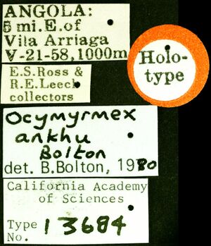 Ocymyrmex ankhu castype13684 label 1.jpg