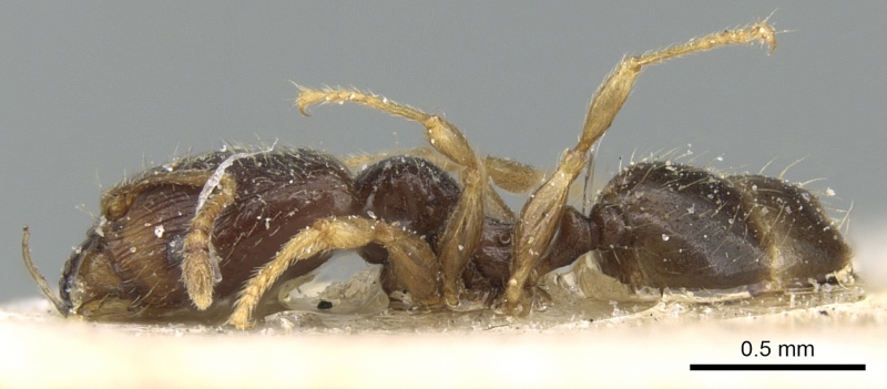 File:Pheidole fuscula casent0906638 p 1 high.jpg