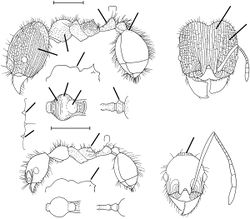 Pheidole gigas Wilson 2003.jpg