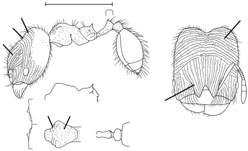 Pheidole gnomus Wilson 2003.jpg