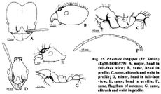 Pheidole longipes.jpg