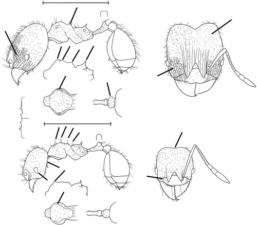 Pheidole trinitatis Wilson 2003.jpg