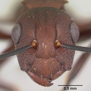 Polyrhachis deceptor casent0103187 head 1.jpg