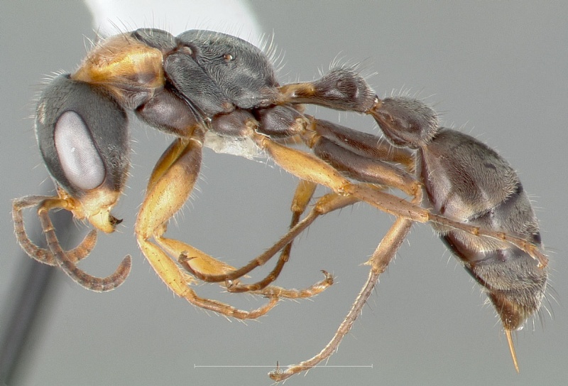 File:Pseudomyrmex gracilis casent0005838 profile 1.jpg