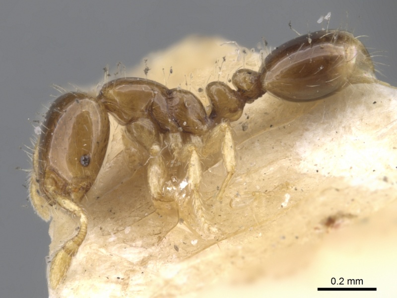 File:Solenopsis azteca casent0902343 p 1 high.jpg