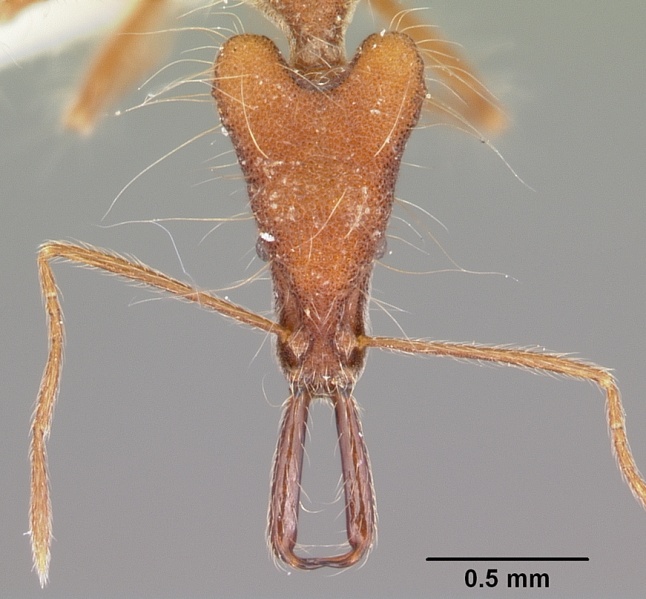 File:Strumigenys gloriosa casent0102654 head 1.jpg