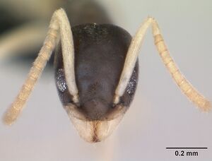 Tapinoma melanocephalum casent0125363 head 1.jpg