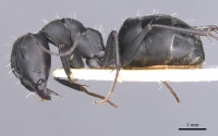 Camponotus amaurus casent0911611 p 1 high.jpg
