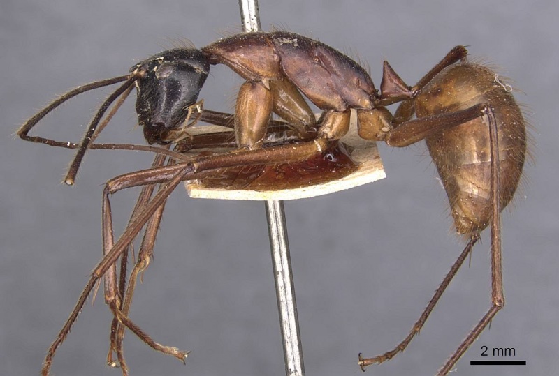 File:Camponotus caesar casent0905187 p 1 high.jpg