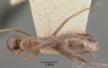 Camponotus christi casent0101521 dorsal 1.jpg