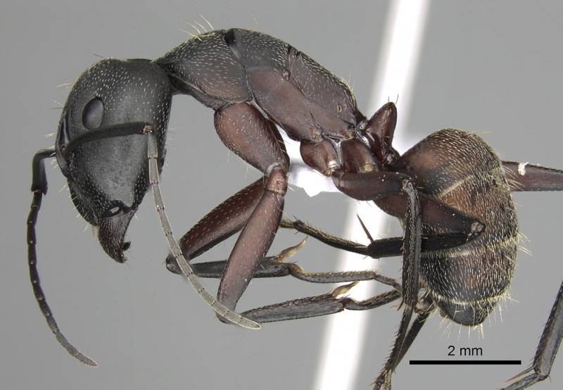 File:Camponotus cruentatus casent0906066 p 1 high.jpg