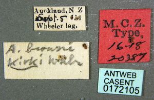 Heteroponera brounii CAS0172105 labels.jpg