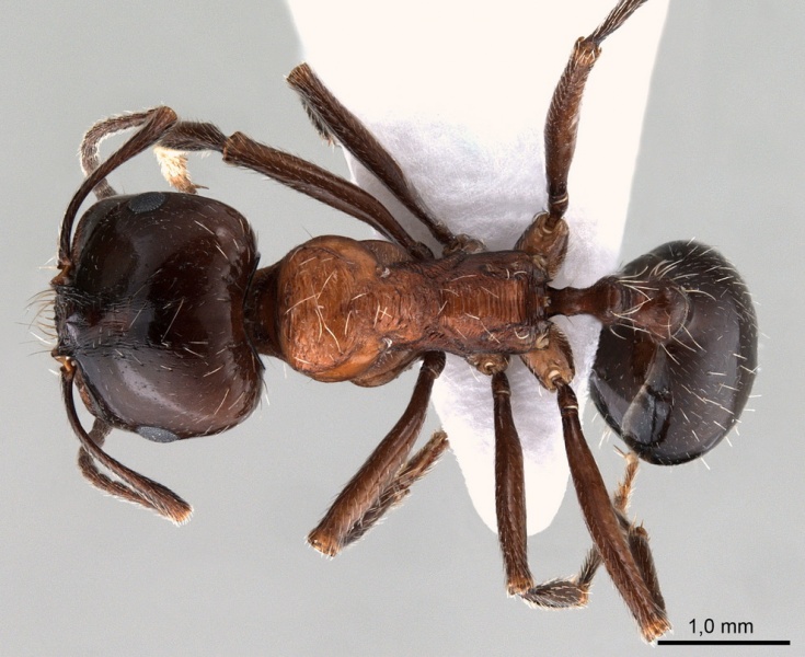 File:Messor denticulatus antweb1008071 d 1 high.jpg