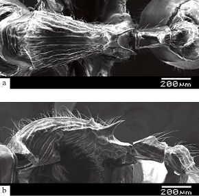 Myrmecina muluensis 34ab.jpg