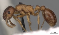 Myrmica tibetana P casent0900303.jpg