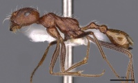 Ocymyrmex shushan casent0900410 p 1 high.jpg