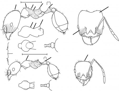 Pheidole cameroni Wilson 2003.jpg