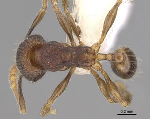 Pheidole carinitida CASENT0631662 d.jpg