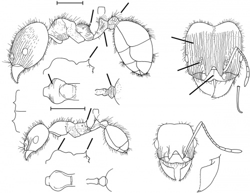 Pheidole titanis Wilson 2003.jpg