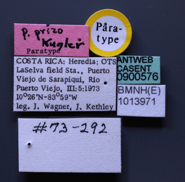 File:Platythyrea prizo casent0900576 l 1 high.jpg