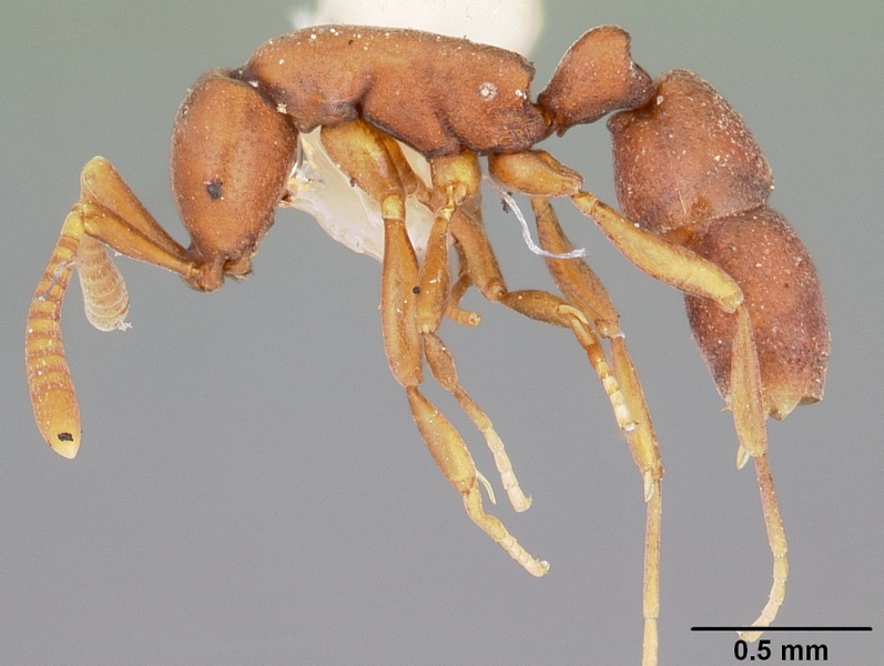 File:Probolomyrmex guanacastensis casent0104673 profile 1.jpg