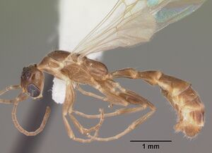 Pseudomyrmex pallidus casent0104249 profile 1.jpg