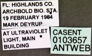 Camponotus castaneus casent0103657 label 1.jpg