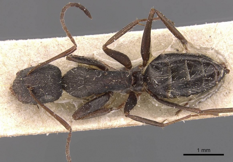 File:Camponotus inca casent0905481 d 1 high.jpg