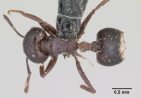 Crematogaster ensifera casent0101631 dorsal 1.jpg