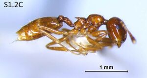 Crematogaster linsenmairi F1.2C.jpg