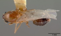 Crematogaster nocturna castype11424 dorsal 1.jpg