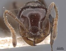 Crematogaster sikkimensis casent0907513 h 1 high.jpg