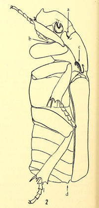 Kloft-et-al-1979-Cremastocheilus-4.jpg