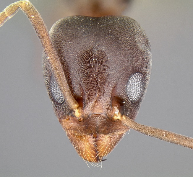 File:Linepithema humile casent0106983 head 1.jpg
