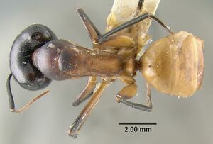 MCZ-ENT00021450 Camponotus maculatus ocreatus had.jpg