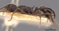 Myrmica inezae P casent0907636.jpg