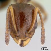 Nesomyrmex madecassus casent0487142 head 1.jpg