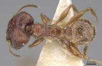 Pheidole peguensis casent0281674 d 1 high.jpg