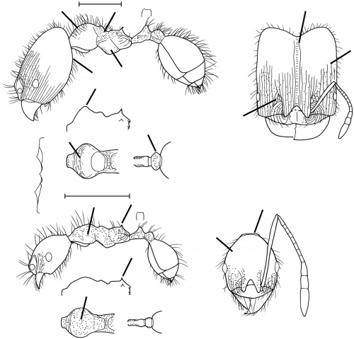 Pheidole peruviana Wilson 2003.jpg