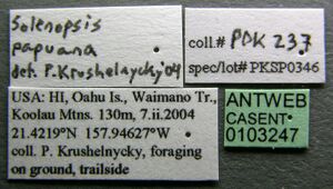 Solenopsis papuana casent0103247 label 1.jpg