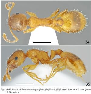 Temnothorax angustifrons F34-35.jpg