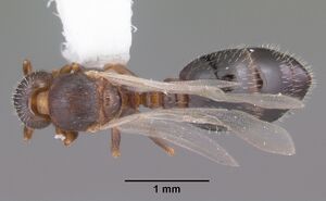 Temnothorax texanus casent0104062 dorsal 1.jpg