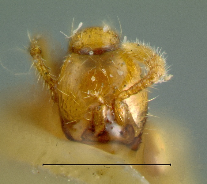 File:Aenictus-pierceiH10x.jpg