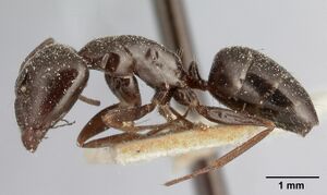 Camponotus lubbocki casent0101106 profile 1.jpg