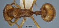 Epopostruma mercurii holotype ANIC32-015344 top 40-AntWiki.jpg