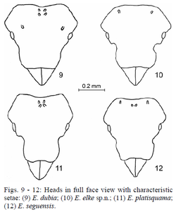 Eurhopalothrix fig 9-11.png