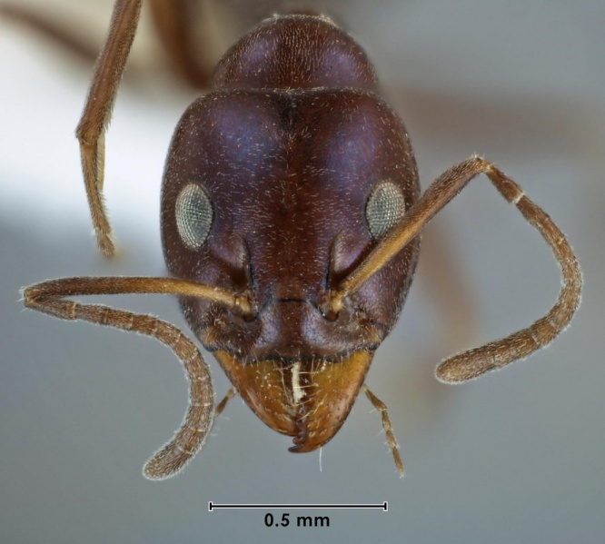 File:Iridomyrmex cyaneus ANIC32-039936 head 63-Antwiki.jpg